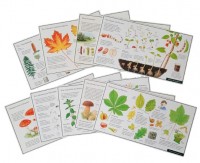 Lernpostkarten-Set "Pflanzen und Pilze"