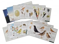 Lernpostkarten-Set "Vögel"